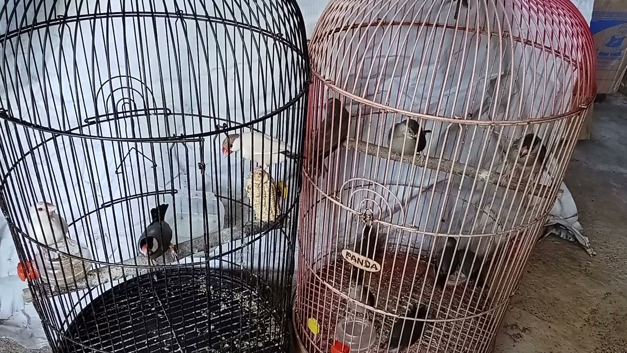 Menu pakan dan EF pada burung gelatik belong dan gelatik holland, indukan maupun anakan