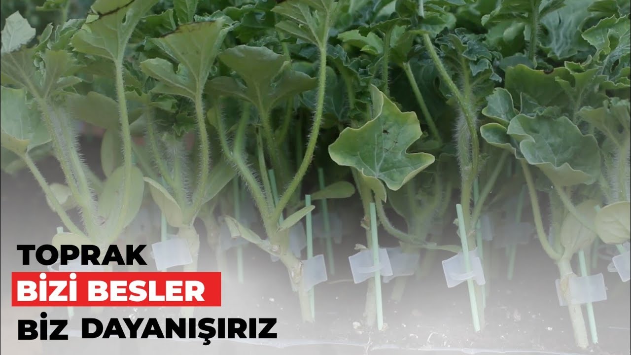 İstanbul'un köylerine 3.5 milyon fide dağıtıyoruz