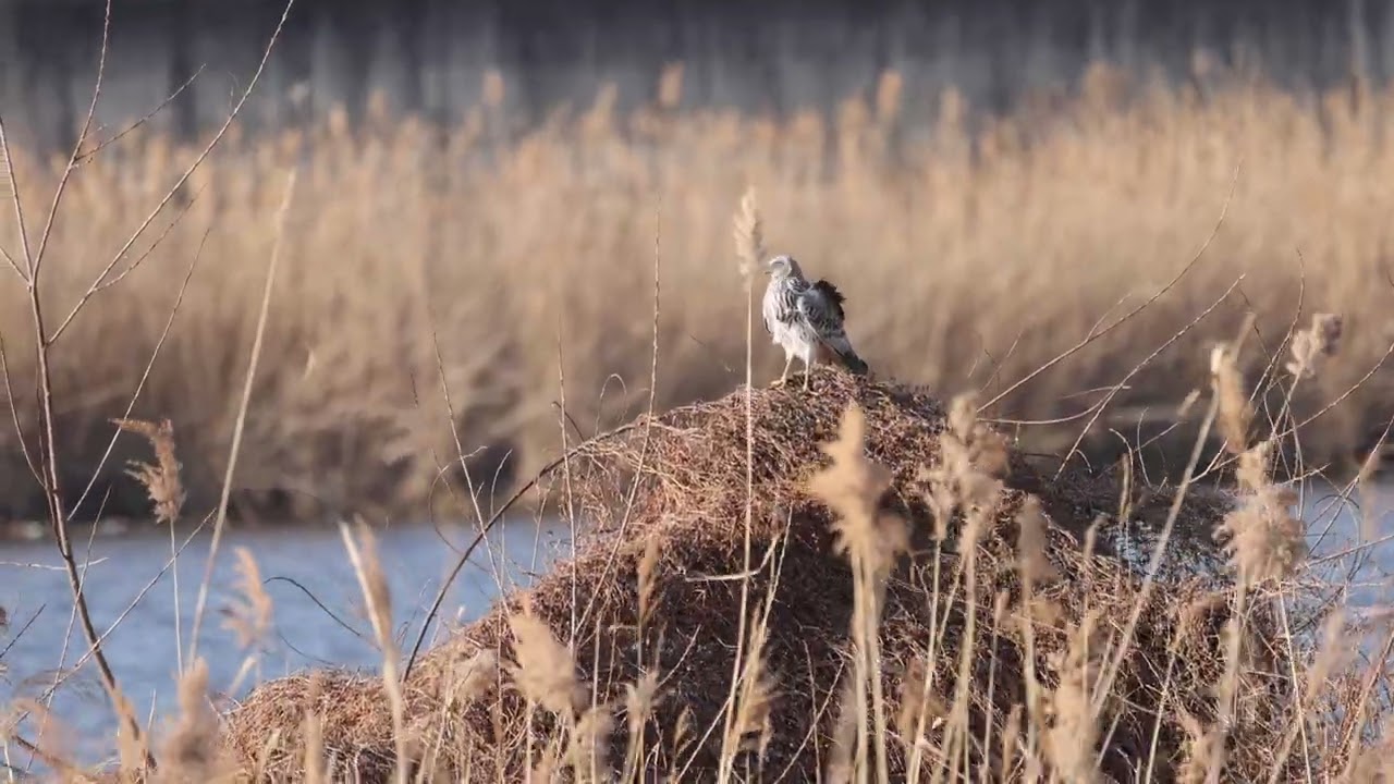 大陸型チュウヒ　目の前の草地山に　サービス　スターモデル　動画Ⅱ