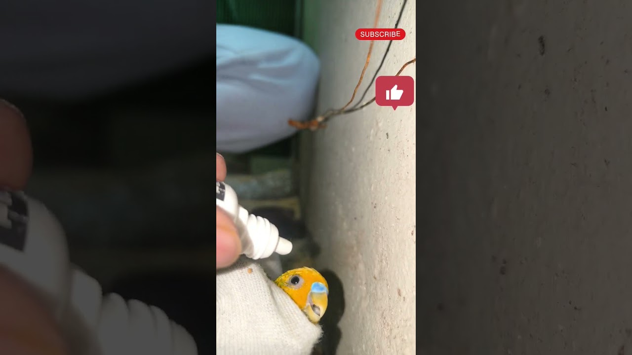 Budgies eye infection treatment #ytshorts #nature #petlogs #viral #trending #animals #asmr #budgies