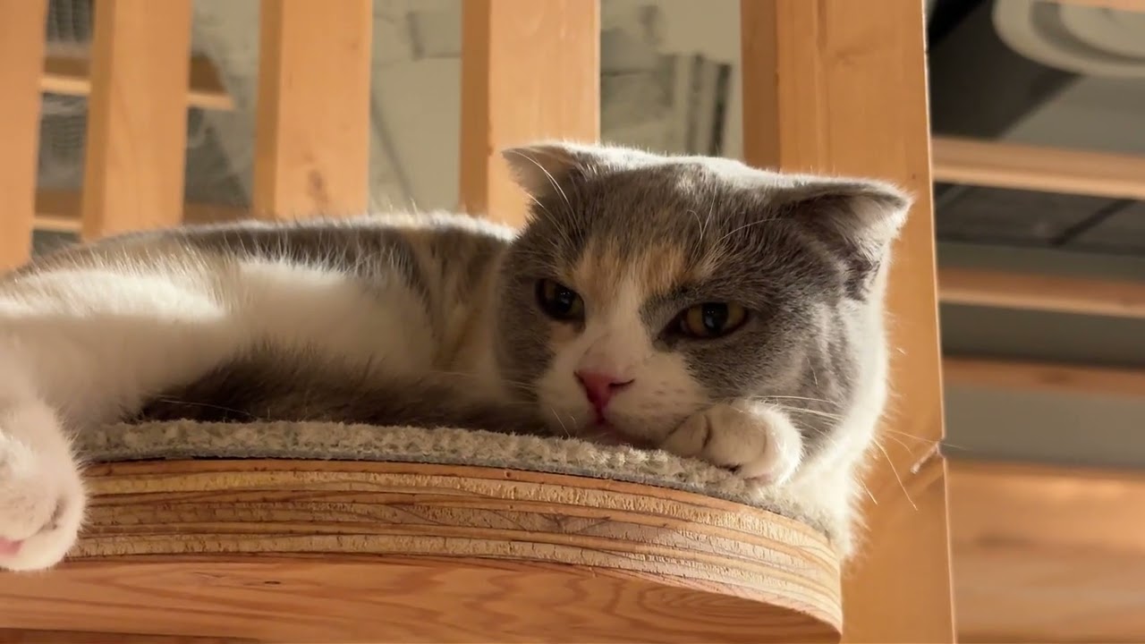 10月21日 猫咖啡