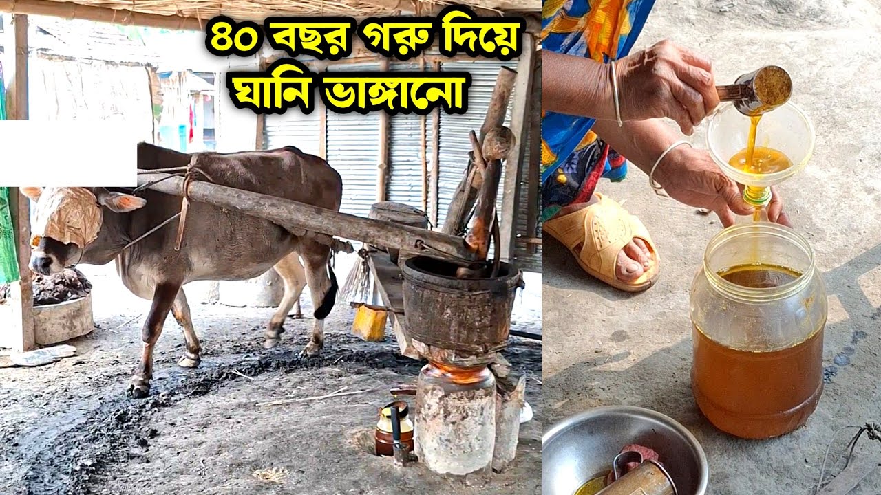 ৪০ বছর যাবত এভাবে গরুর ঘানি দিয়ে সরিষার তেল তৈরি করে | traditional mustard oil making #entertainment