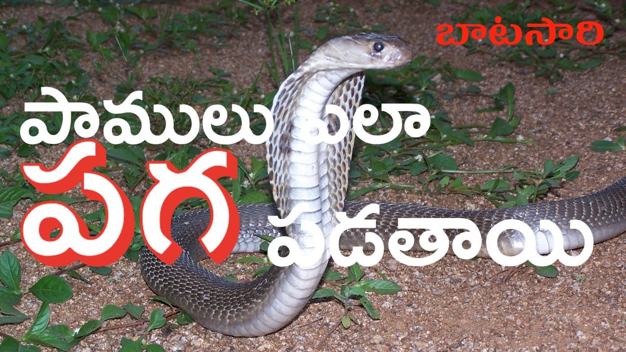 పాములు ఎలా పగ పడతాయి! How does snakes take Revenge! Facts around it.