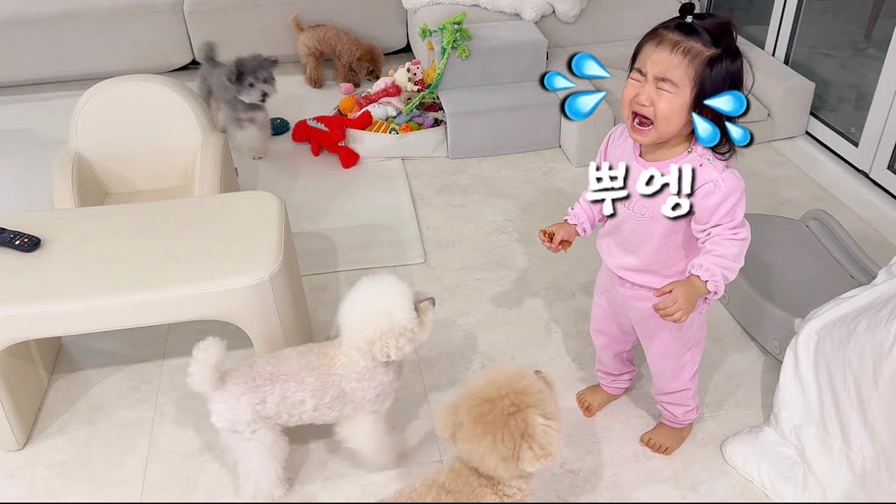 강아지가 자꾸 아기를 울려요..ㅠㅠ