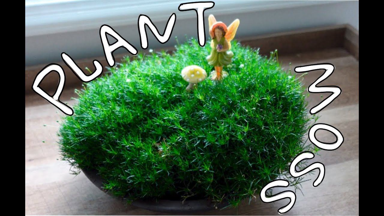 【Let's Garden Together】#002 l 一起来把苔藓种成盆栽🎍吧！Let's Plant Moss together！