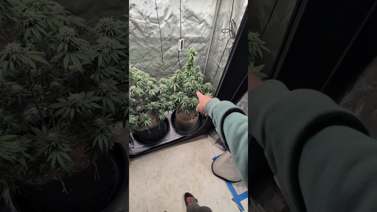 Day 41 of flower. Mind Flayer Solfire Gardens and Purple Marmalade Solfire Gardens. February 28