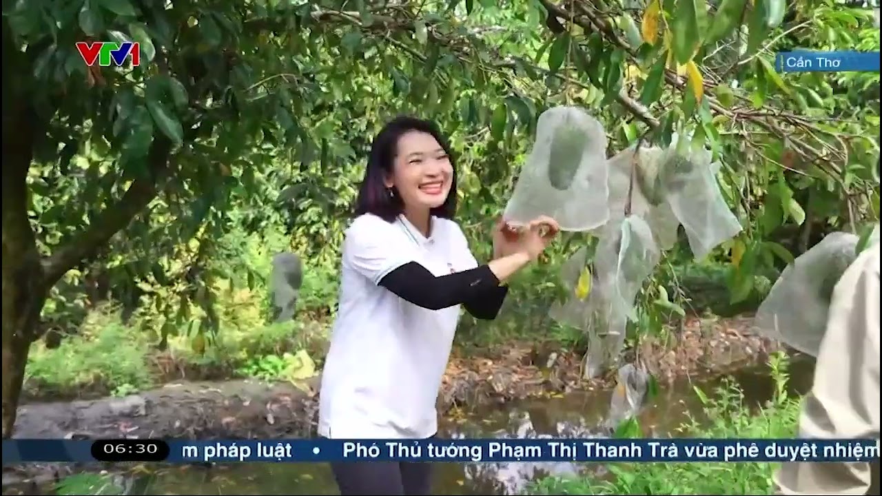[BẢN FULL] THỨC GIẤC VỚI MÙA VÀNG VỀ CẦN THƠ HỌC HỎI KỸ THUẬT CANH TÁC MÃNG CẦU XIÊM TRÊN ĐẤT PHÈN
