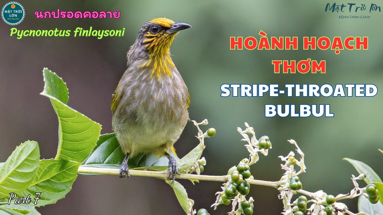 ✅Tiếng chim Hoành hoạch thơm mồi chuẩn không tạp âm | Stripe-throated Bulbul | นกปรอดคอลาย (P7)