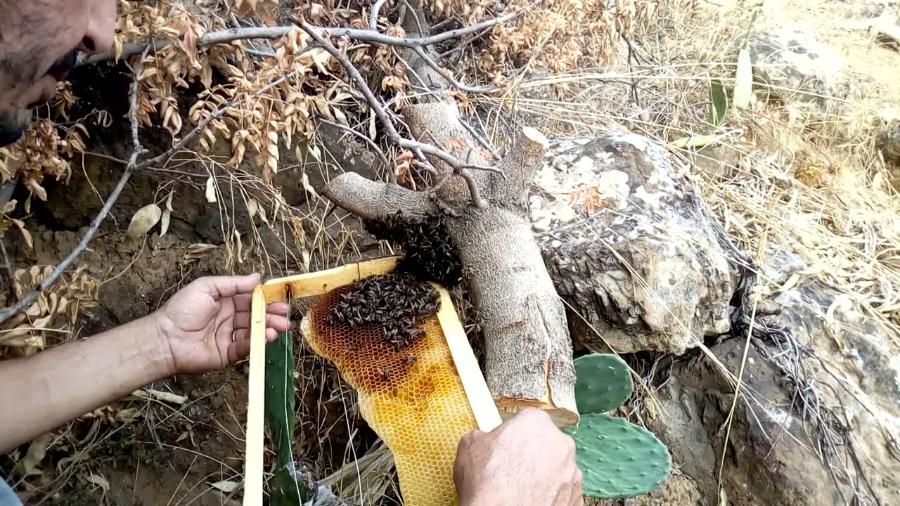 شاهدو معي طريقه مسك طرد النحل صغير في الخريف