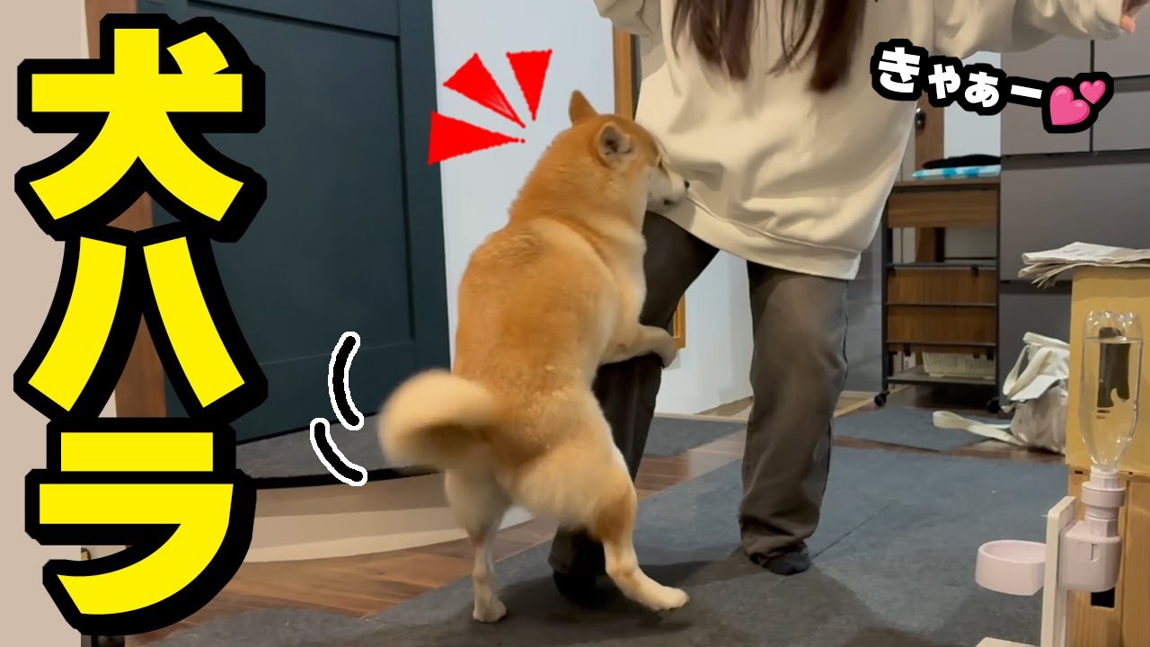 お年頃の娘に犬ハラする柴犬…大騒ぎになりました