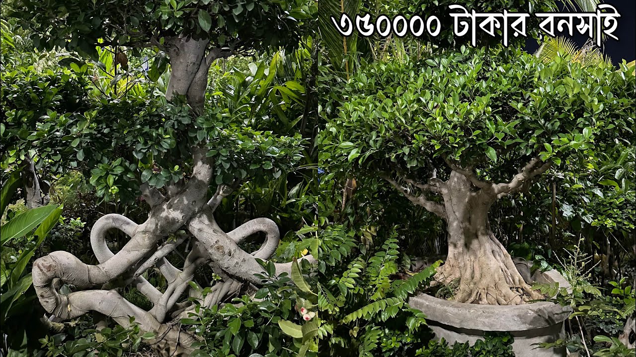 ৩৫০০০০ টাকার বনসাই উঠেছে জাতীয় বৃক্ষমেলায় - চলেন ঘুরে দেখি বৃক্ষ মেলা -০১