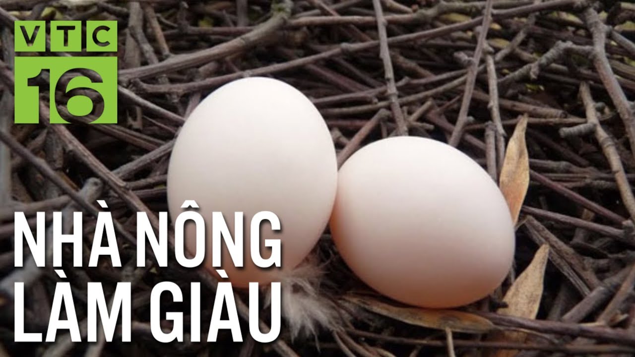 Cách nuôi để chim bồ câu đẻ hết trứng | VTC16