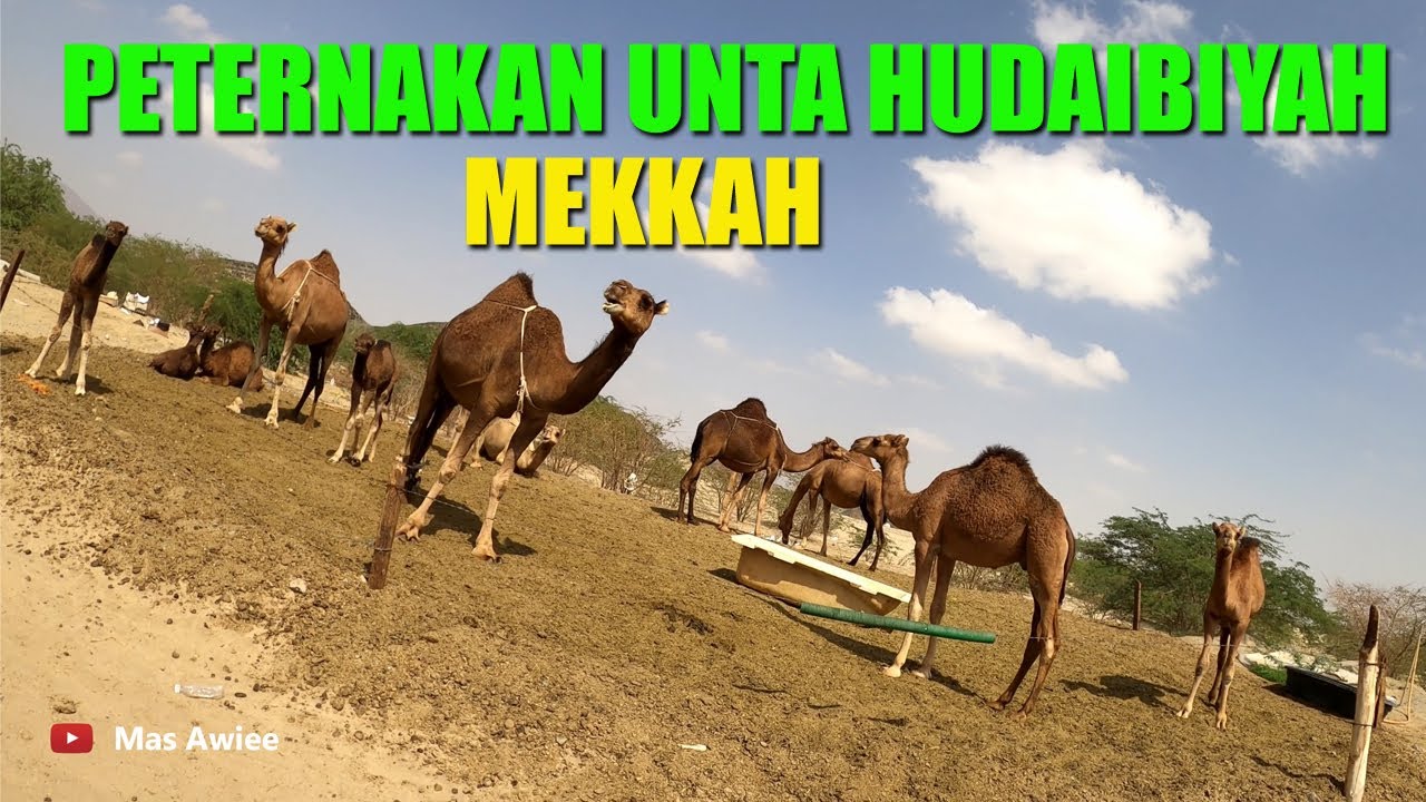 PETERNAKAN UNTA HUDAIBIYAH WISATA YG WAJIB DIKUNJUNGI JAMAAH HAJI & UMRAH KETIKA DI MAKKAH
