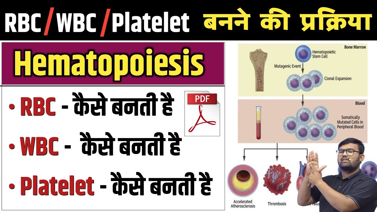 Haematopoiesis - हिमॅटोपोयेसिस | RBC | WBC | Platelet | Erythropoiesis | Leucopoiesis | Blood | Cell