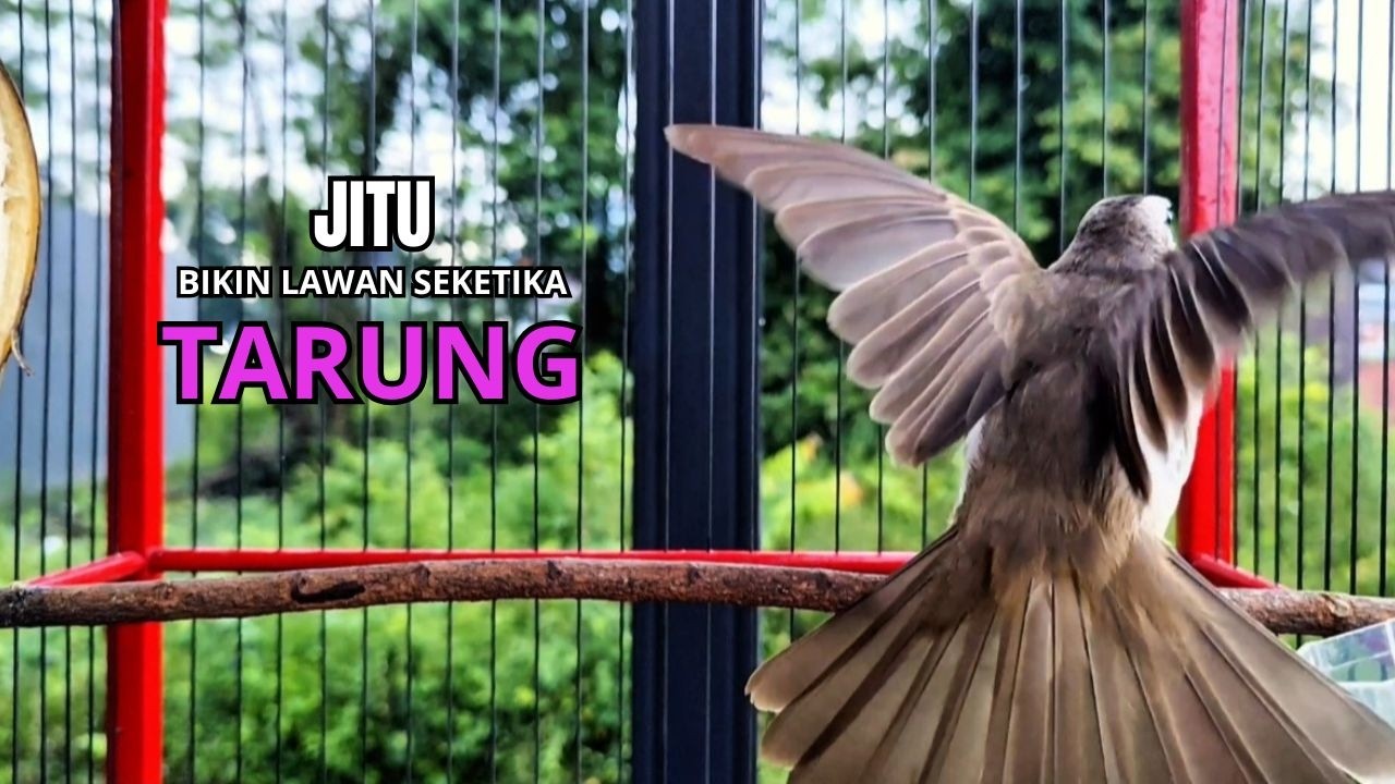 Suara Burung TRUCUKAN gacor TARUNG ROPEL PANJANG pancingan trucukan agar JADI trucuk gacor EMOSI
