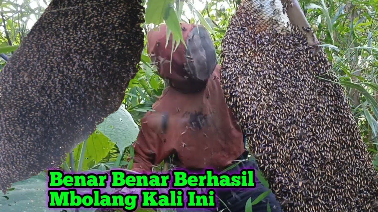 Kali Ini Kategori Berhasil Nyari Madunya   #bee#honey#panenmaduhutan#lebah#hutan#alam#extreme#viral 