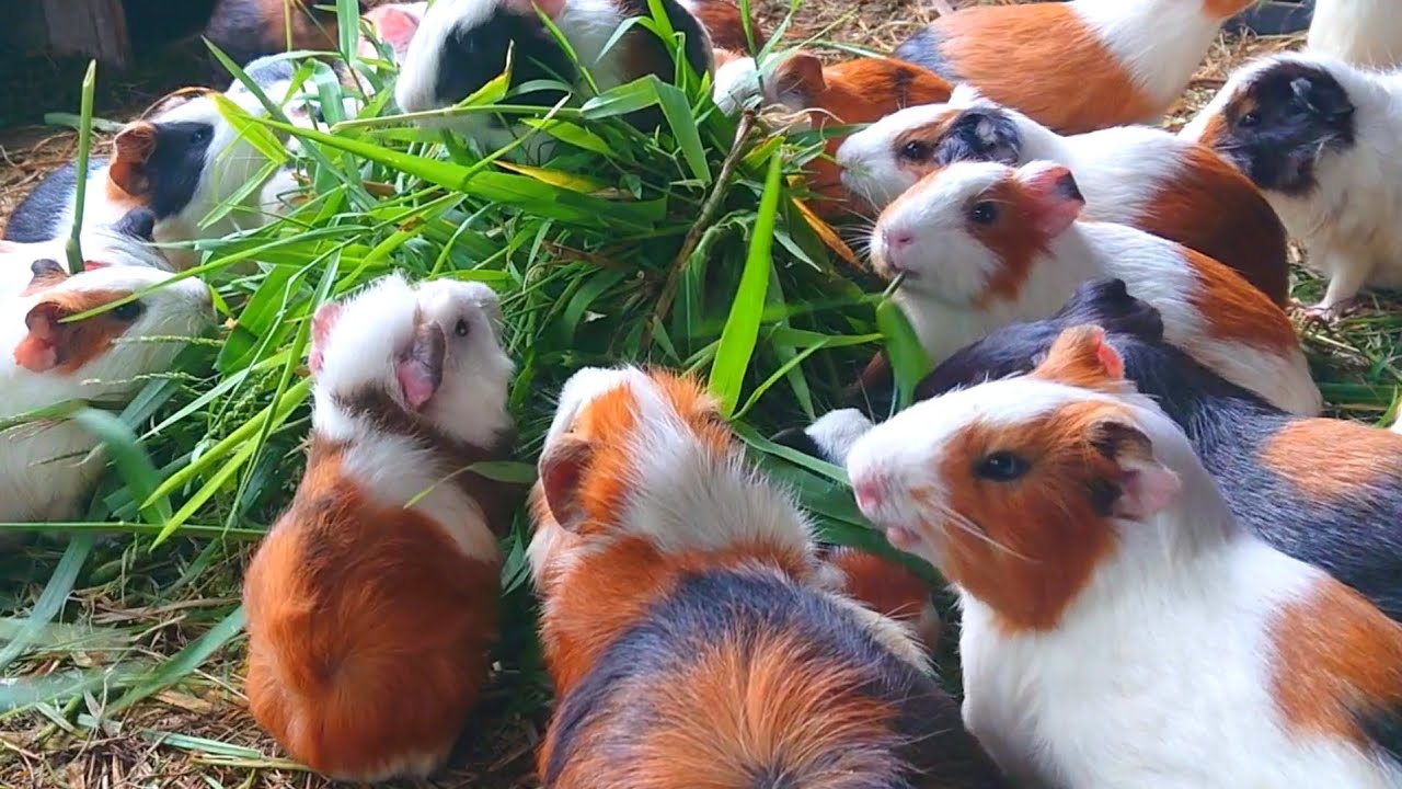 Guinea pigs eating asmr, cute animals asmr, cute guinea pig moments 