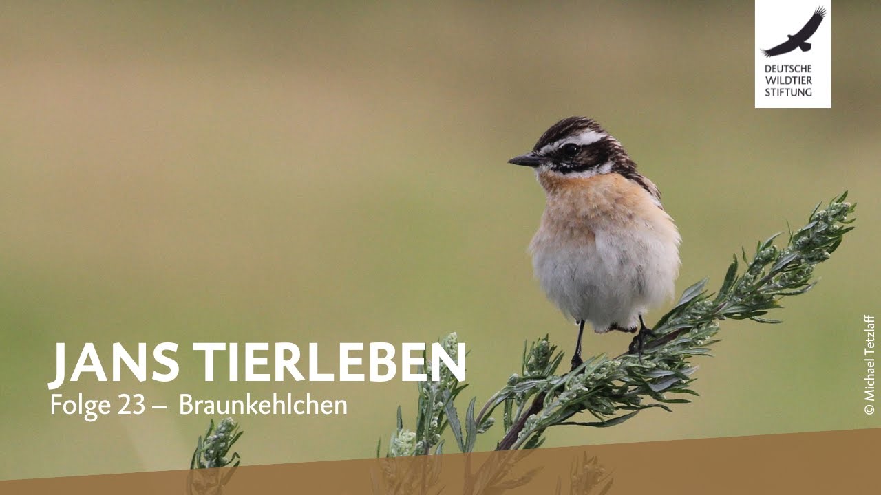 Jans Tierleben: Folge 23 – Braunkehlchen