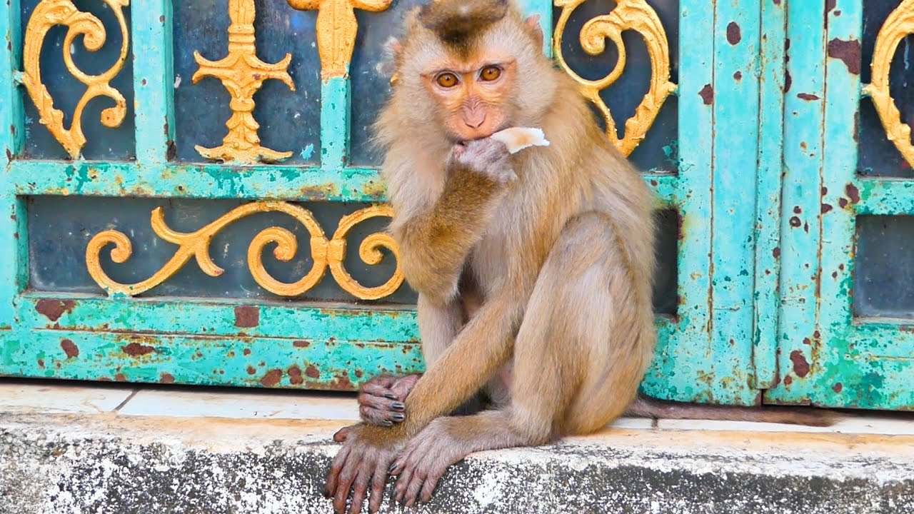 Cute monkey Lipa.