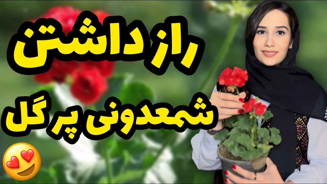 راز نگهداری گیاه شمعدونی😍 | چجوری  شعمدانی پر گل داشته باشیم؟| گیاه شمعدونی | گیاه آپارتمانی