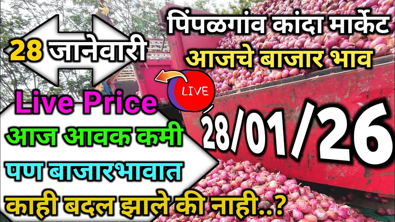 Pimpalgaon Onion Market Price Today:Latest Rates And Insights 28 January 2025