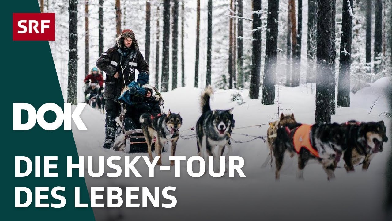 Unterwegs mit Huskies – 200 Kilometer durch die Wildnis Lapplands | Doku | SRF Dok