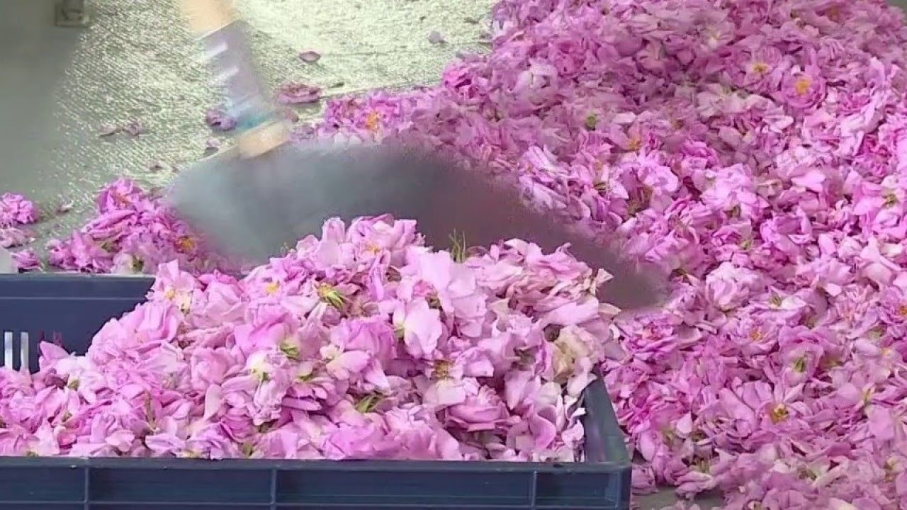 Des fleurs au flacon : les coulisses de fabrication d'un parfum - La Quotidienne
