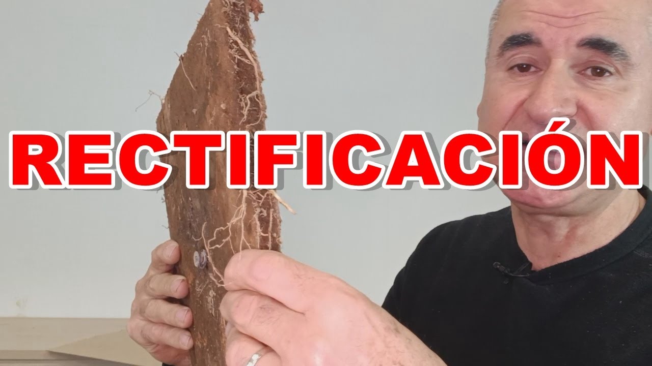 Rectificación