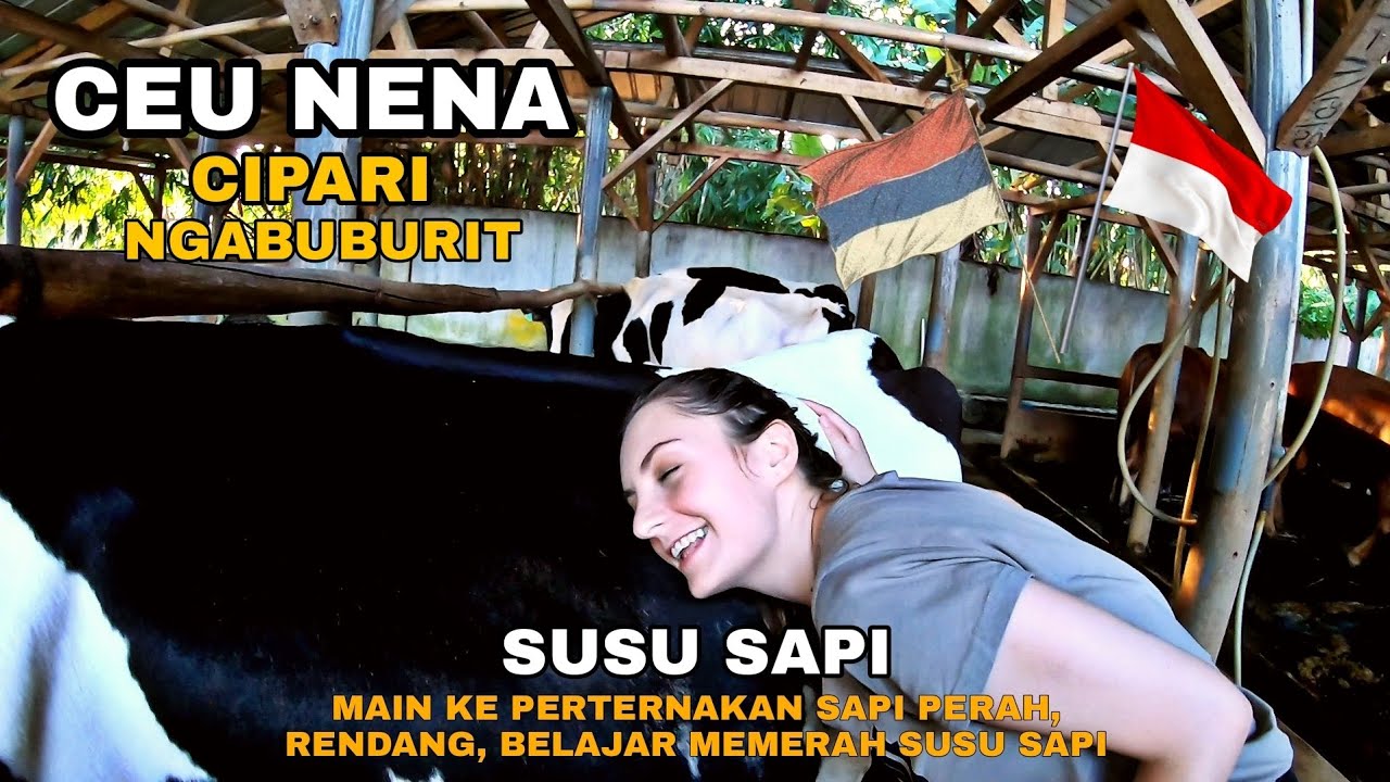 ISTRI BULE MEMERAH SUSU SAPI TETANGA ????!!!