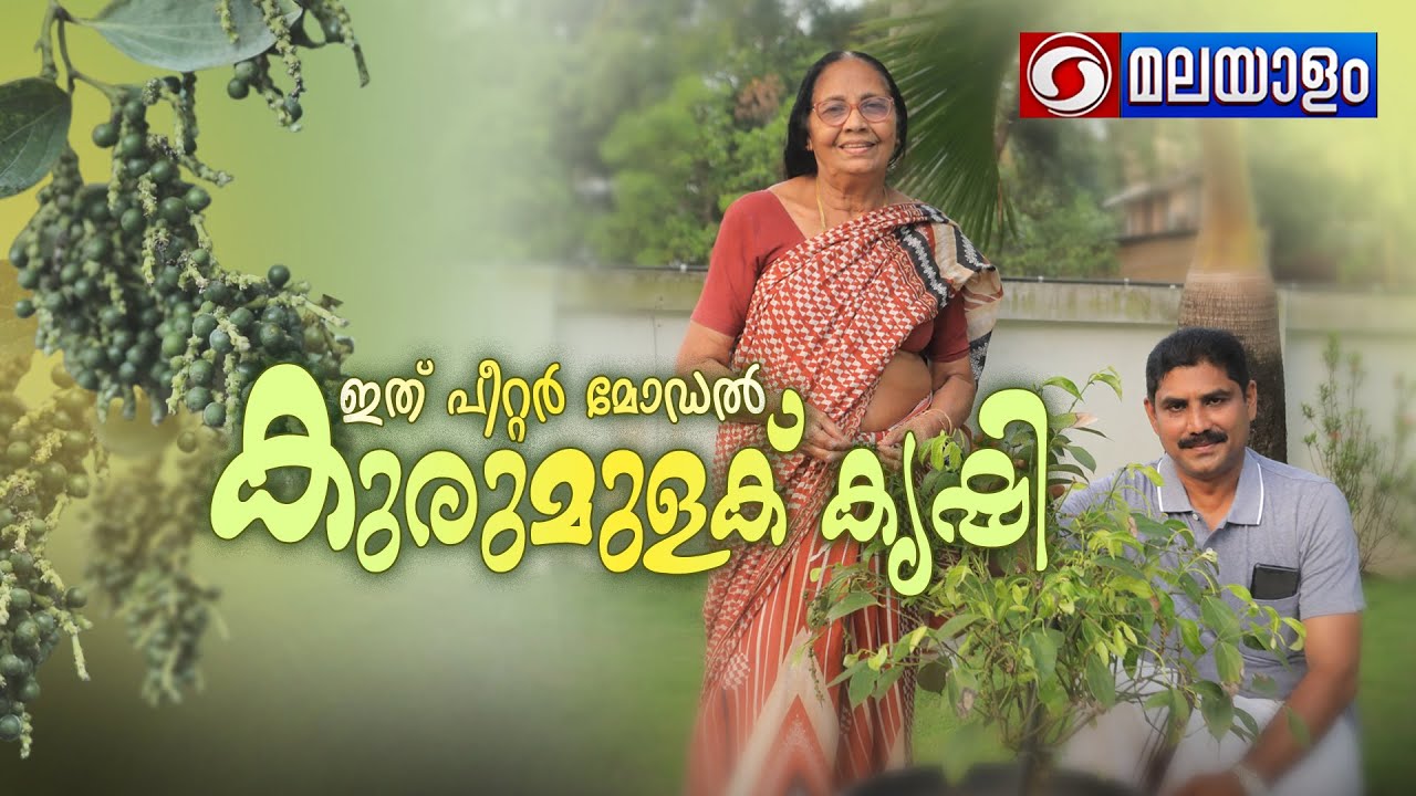 ഇത് പീറ്റർ മോഡൽ കുരുമുളക് കൃഷി