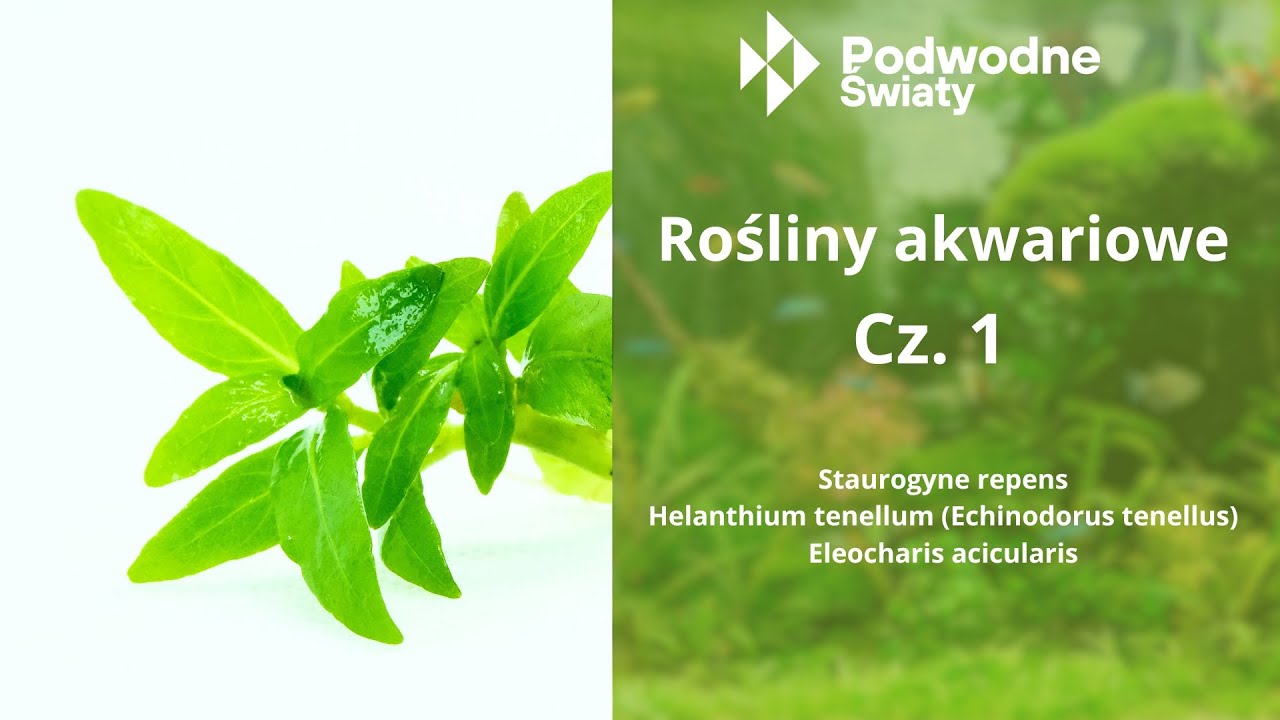 Rośliny akwariowe Cz. 1