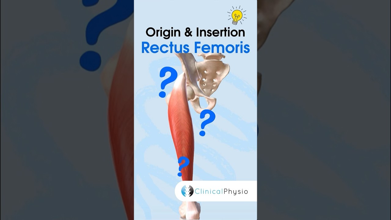 Rectus Femoris Anatomy #physicaltherapy #physicaltherapy #anatomy