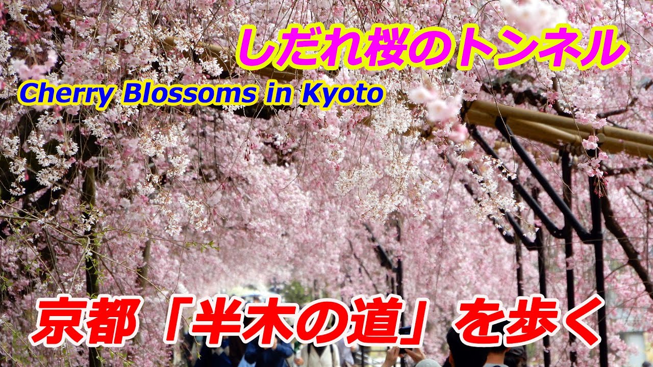 【京都の桜】京都「半木の道」を歩く（2025年4月8日　京都市左京区）Walking along the cherry blossom-lined Nakaragi-no-michi in Kyoto