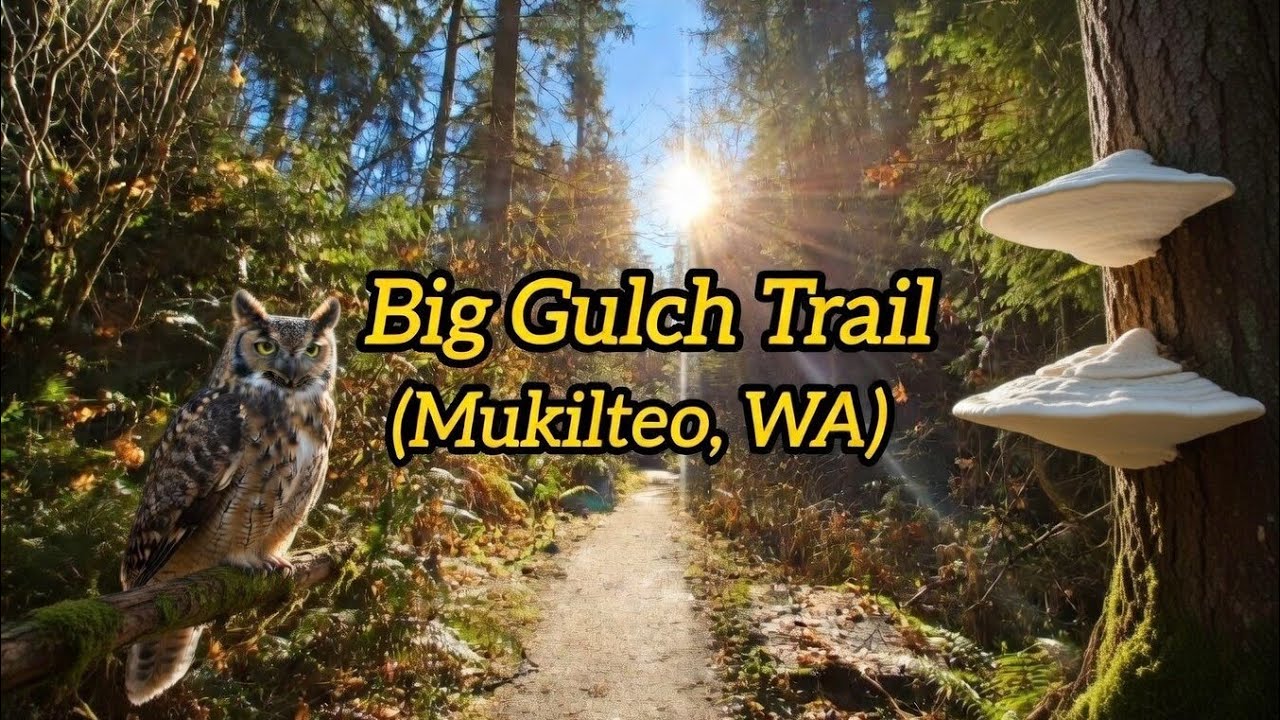 Big Gulch Trail Hiking Mukilteo WA Nature Walk & Talk