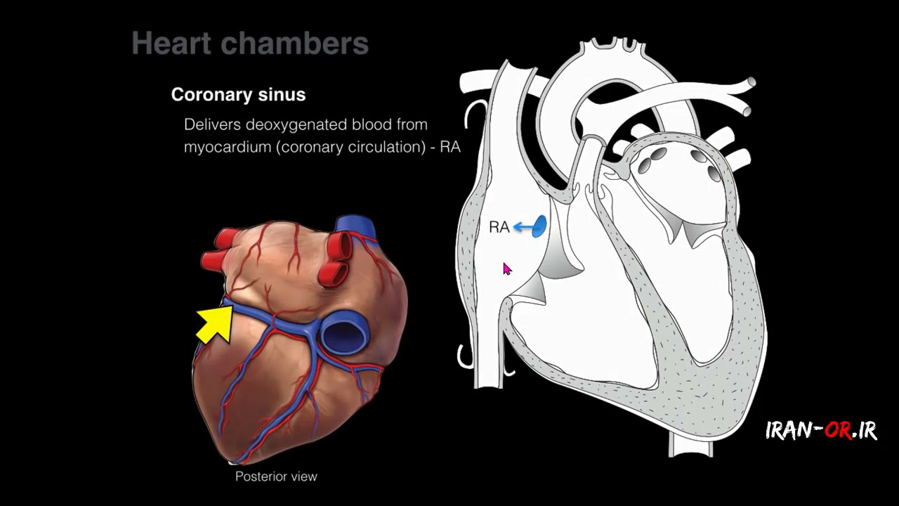 Heart Anatomy (Persian) آموزش آناتومی قلب با دوبله فارسی