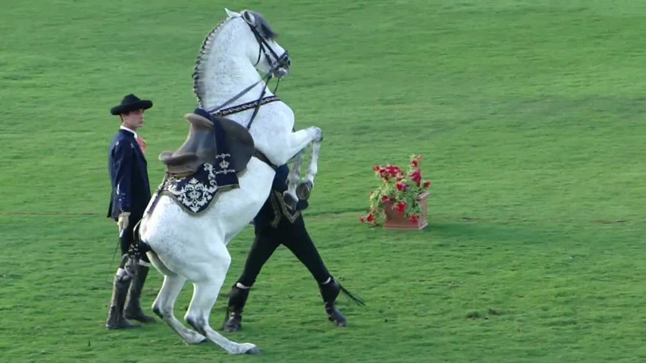 How The Andalusian Horses Dance  Show- at ADEC 10 FEB 2011.avi