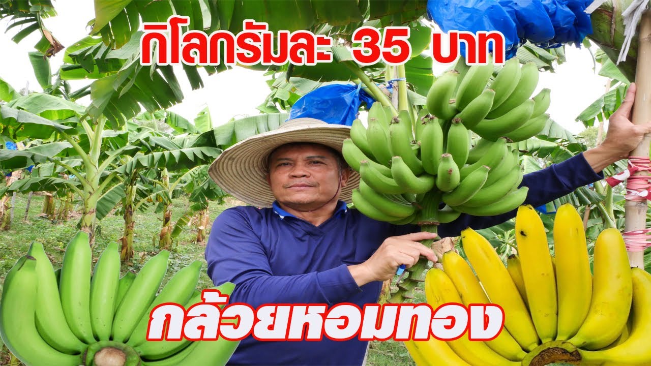 ปลูกกล้วยหอมทอง ขายกิโลกรัมละ 35 บาท!!