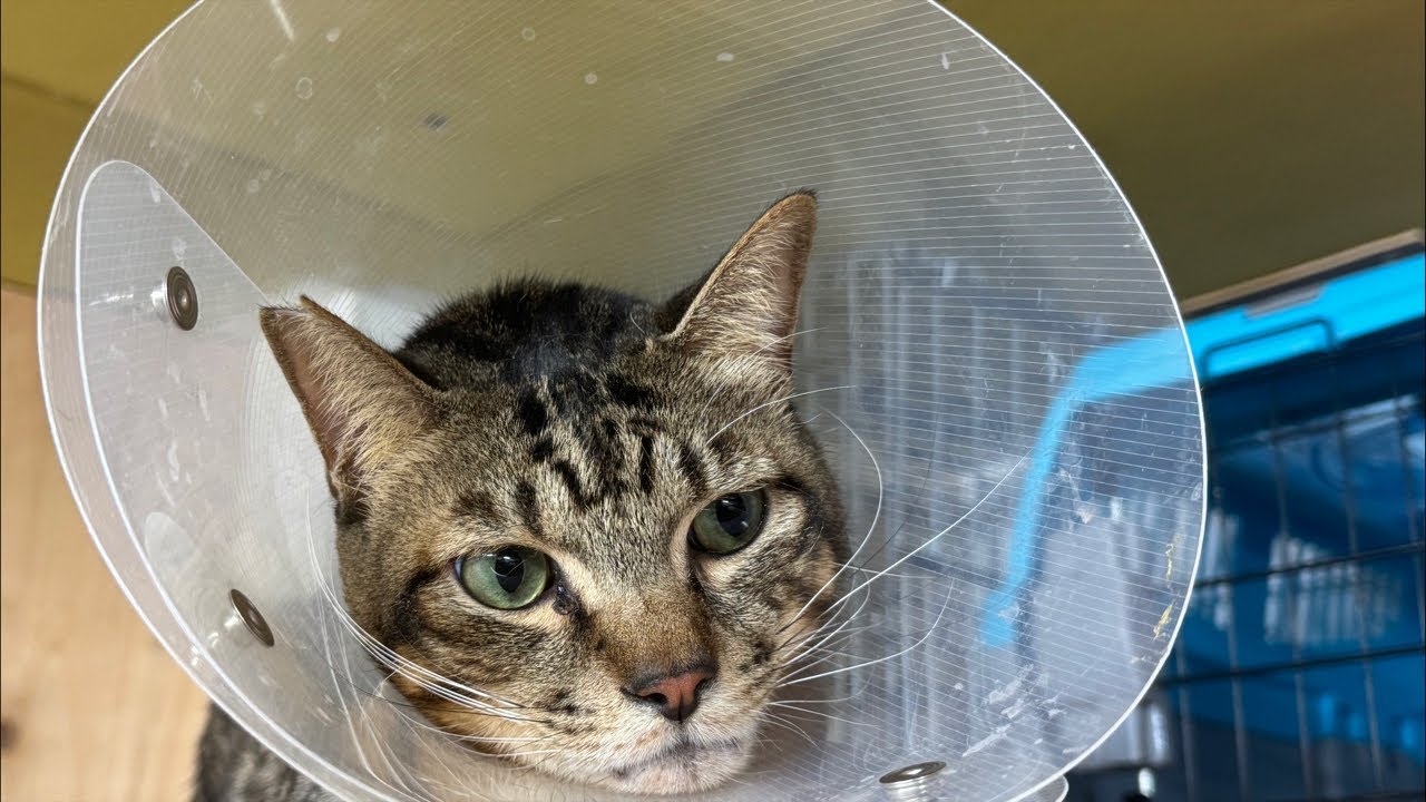 Kagura-kun has been discharged from the hospital safely!