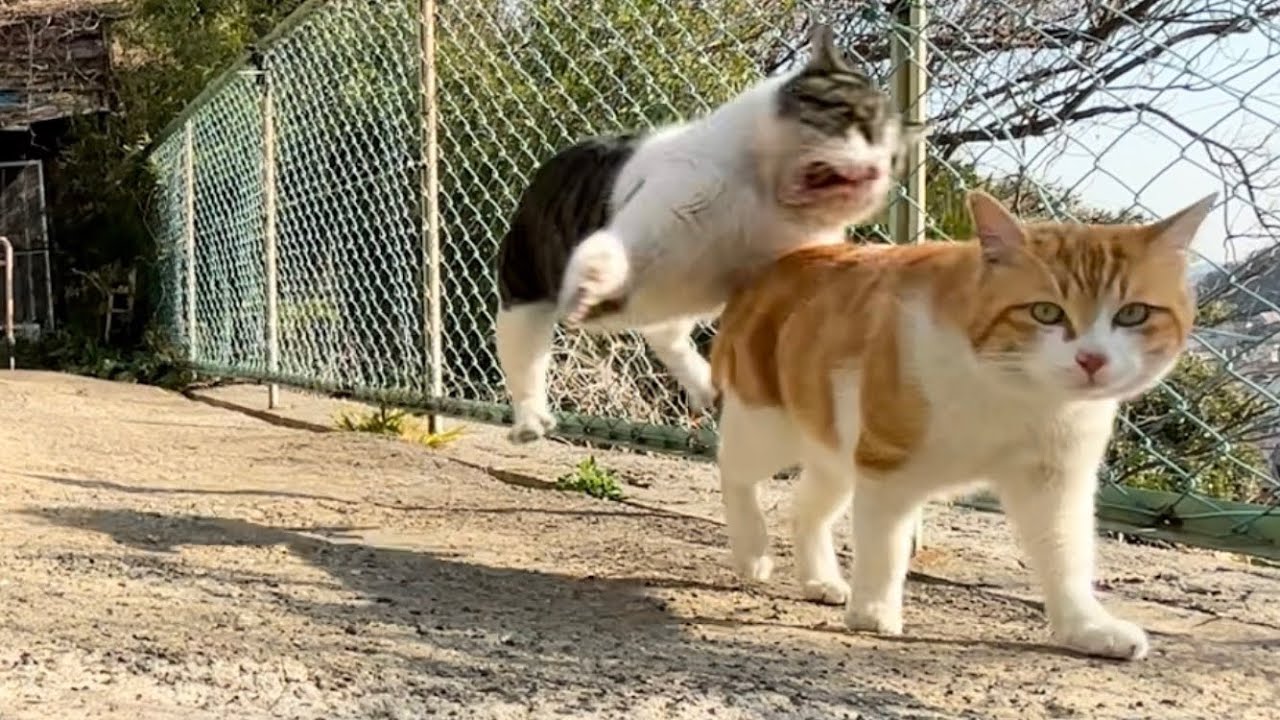 2026.02.28 野良子猫三兄弟のごはんタイムシフト～みーちゃん警戒心薄すぎて背後から襲われる季節～