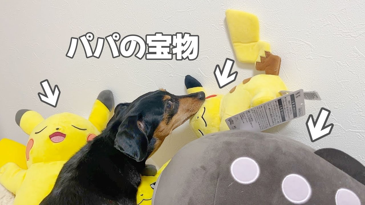 パパのぬいぐるみ、今日こそ破壊します