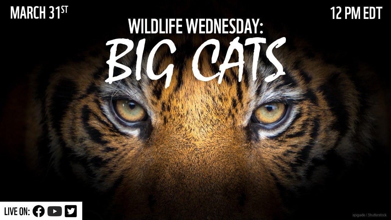 Wildlife Wednesday: Let's Talk Big Cats