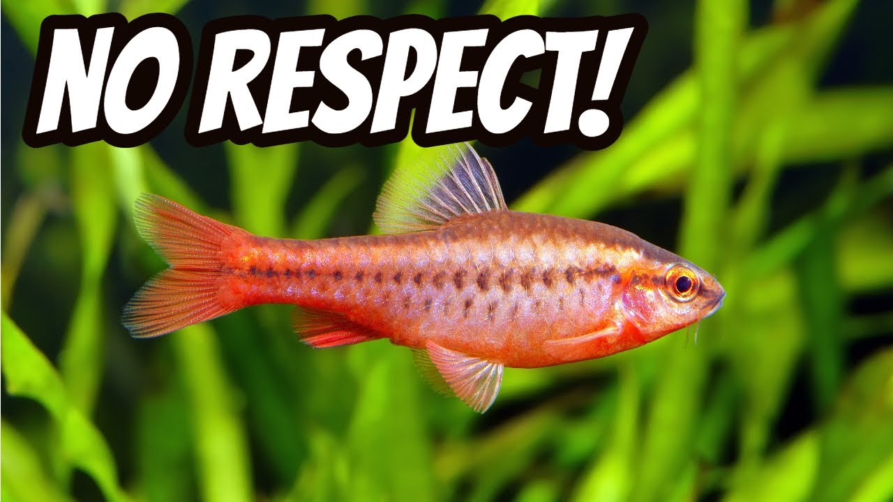 Top 6 Underrated Fish in the Aquarium Hobby