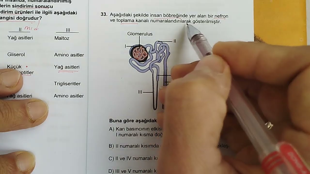 2019 AYT BİYOLOJİ ÇÖZÜMLERİ, YENİ