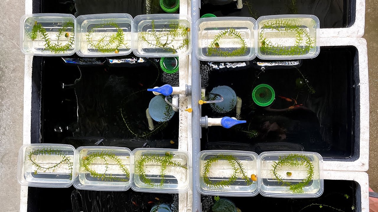 Thu Hoạch Cá Con | Cách Nuôi Cá Bảy Màu Nhanh Lớn | Dat Guppy