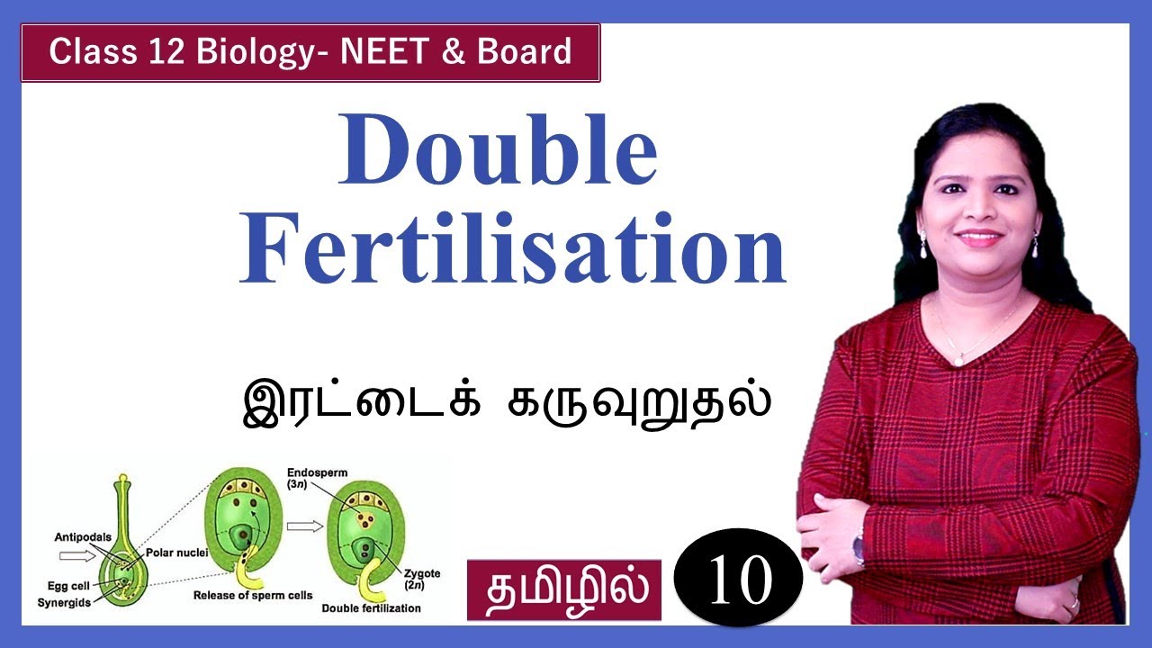 Double fertilization | Triple Fusion in Tamil