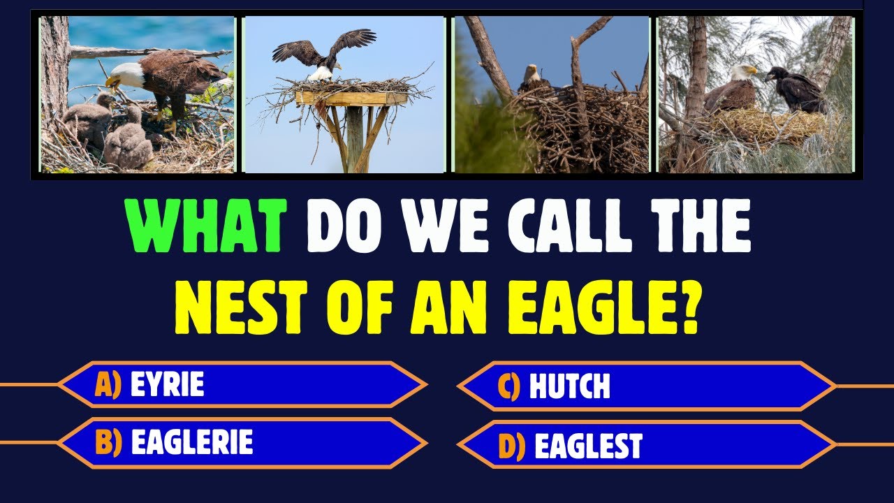 Animal Quiz # 9:  Animal Homes Quiz 🏠🐾 #nests #birds #quizzes