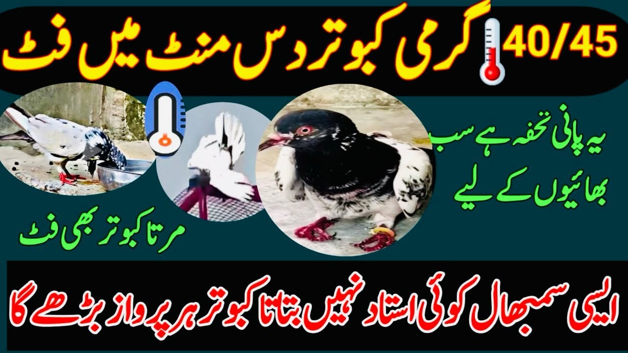 40/45 GARMI KABOOTAR DAS MINT ME FIT MARTA HOA KABOOTAR B FIT HO JAYE GA 