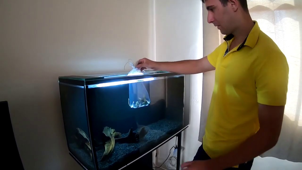 Inserindo os primeiros peixes no aquário de 200 litros
