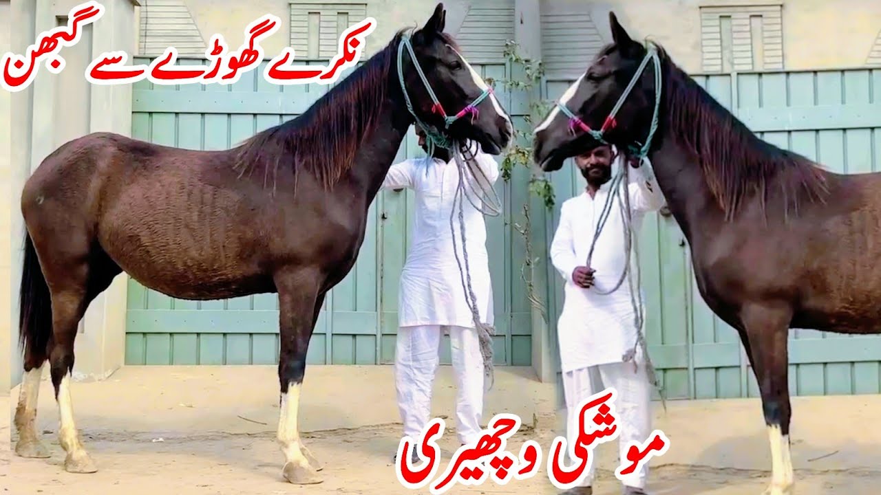 Moshki Panjkalyan Pregnant Wacheri For Sale | Breedar Ghodi
