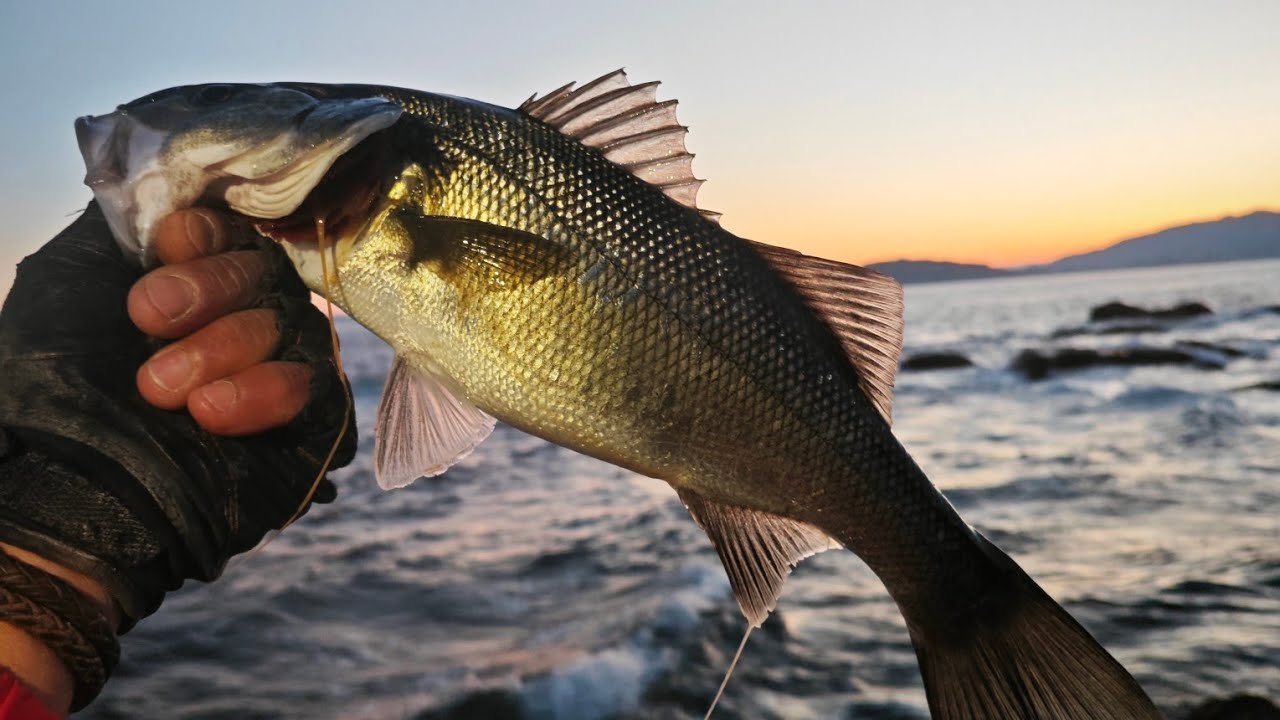 Pesca de lubinas en invierno.